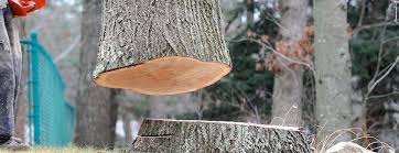 Best Firewood Processing and Delivery  in Rolla, MO