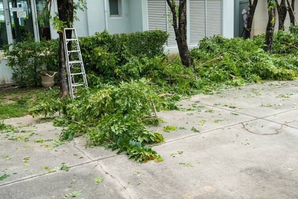 Best Lawn Pest Prevention  in Rolla, MO